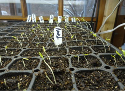 Leggy tomato plants