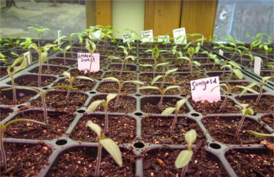 Nice tomato seedlings