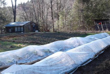 Low Tunnels in spring