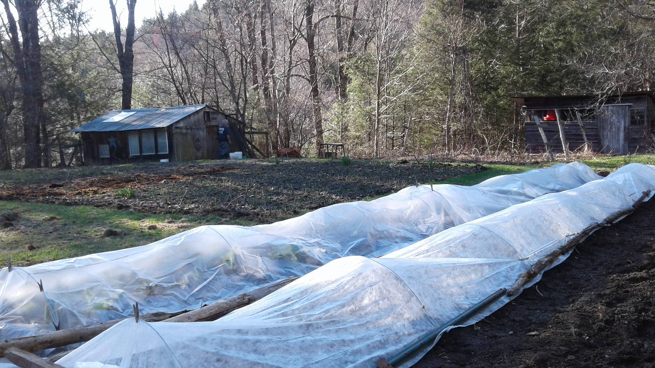 Low Tunnels in spring