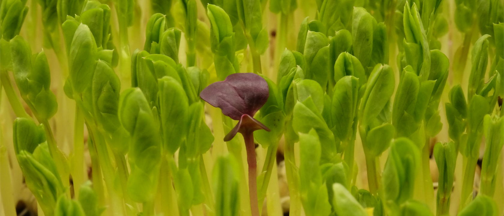 Microgreens Microgreens