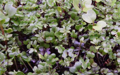 Salad green micros