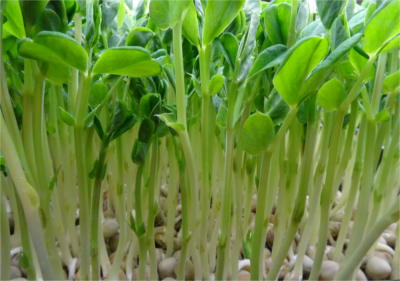 Pea shoots