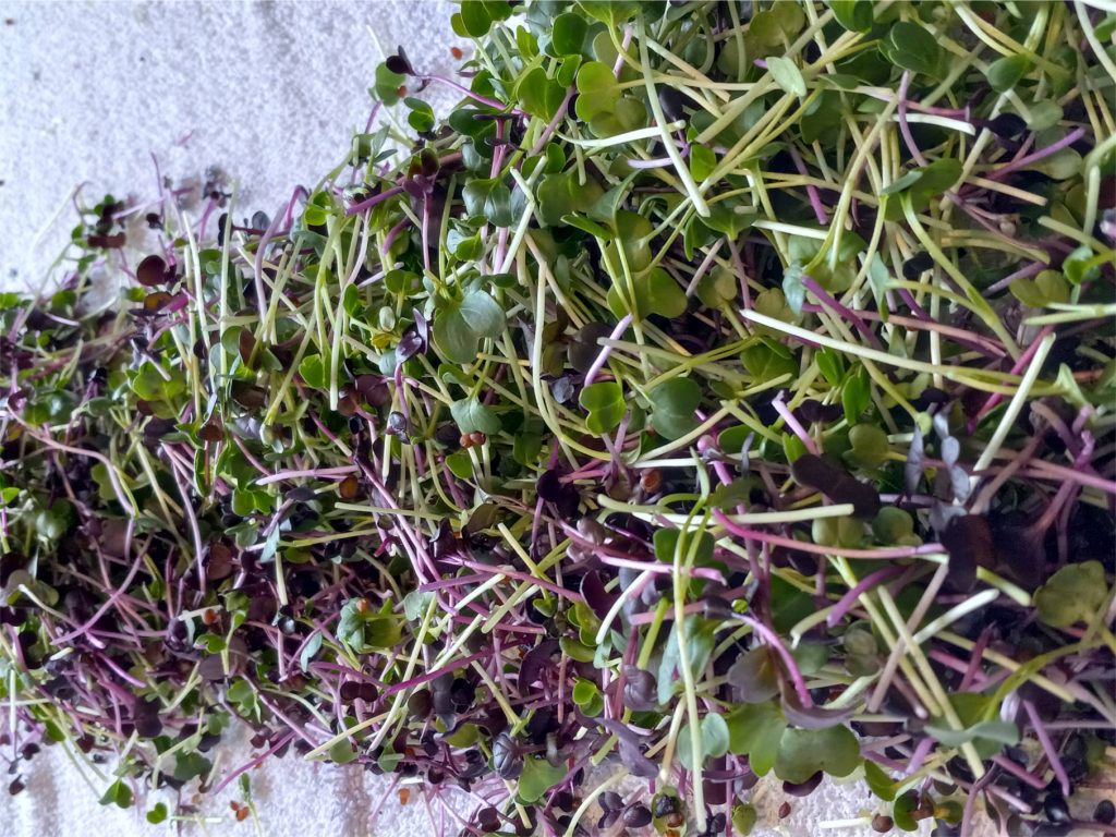 Microgreens drying