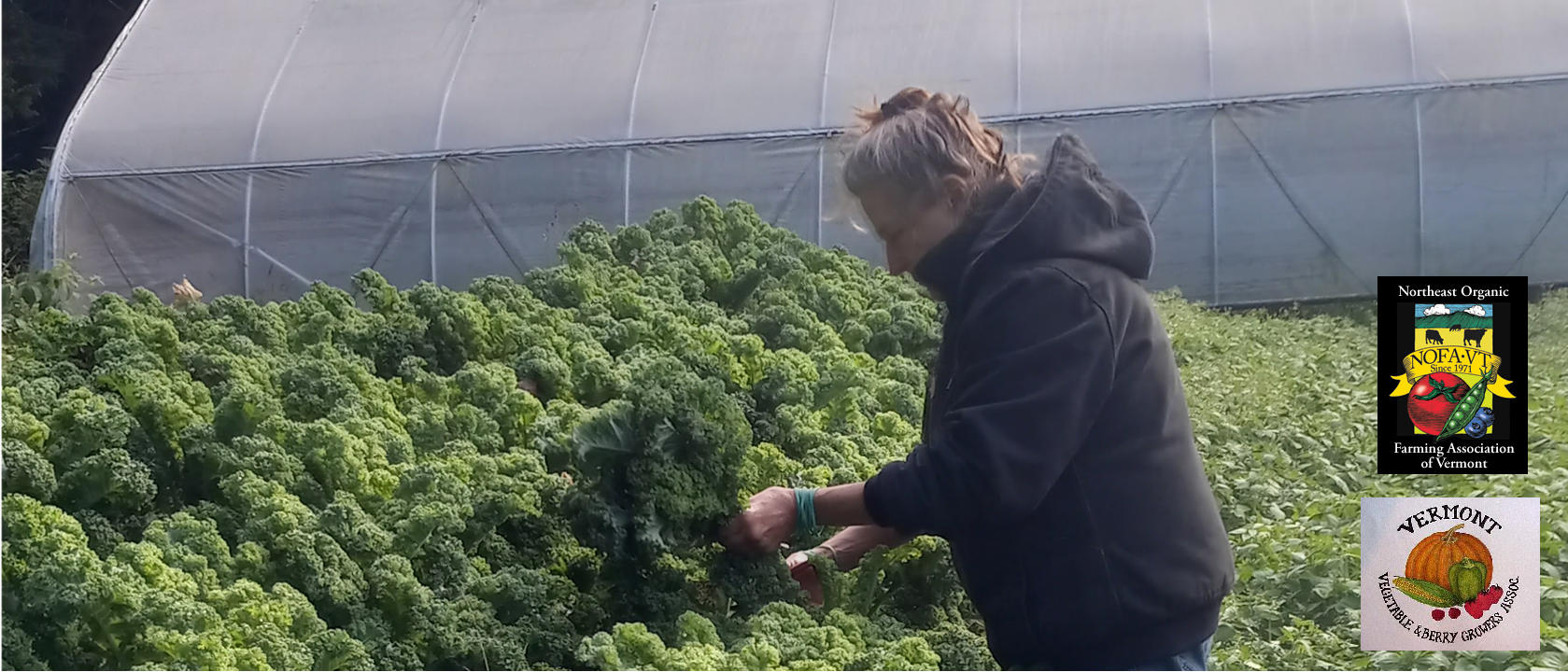 Harvesting kale at Uphill Farm